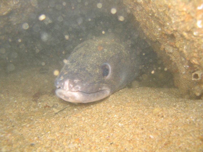 ../photos/2007_Larmor_Plage/img_5469.jpg