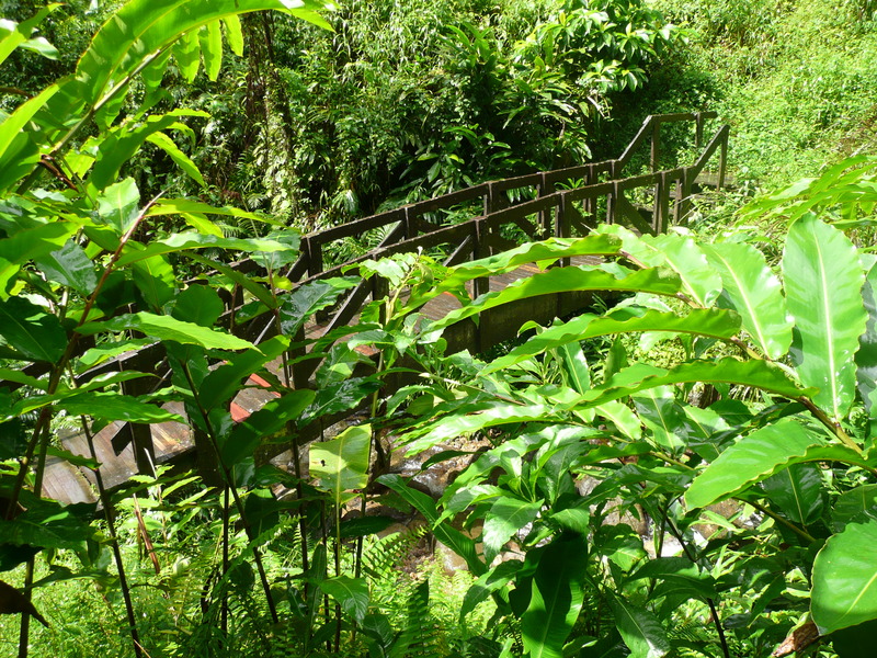 ../photos/2009_Martinique/photo_20091101_104117_P1040318.JPG