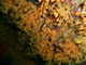 ../photos/2009_hyeres/t_photo_20090623_152713_anemones2.jpg