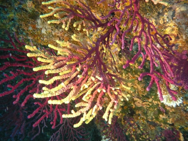 ../photos/2013_Cassis/photo_20130622_043311_P1090764.JPG