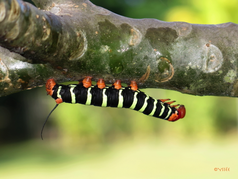 ../photos/2014_guadeloupe/photo_20141024_144246_guad2014_gobie__0086_aa_yssee.jpg