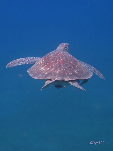 ../photos/2014_guadeloupe/photo_20141026_161500_guad2014_gobie__0147r_yssee.jpg