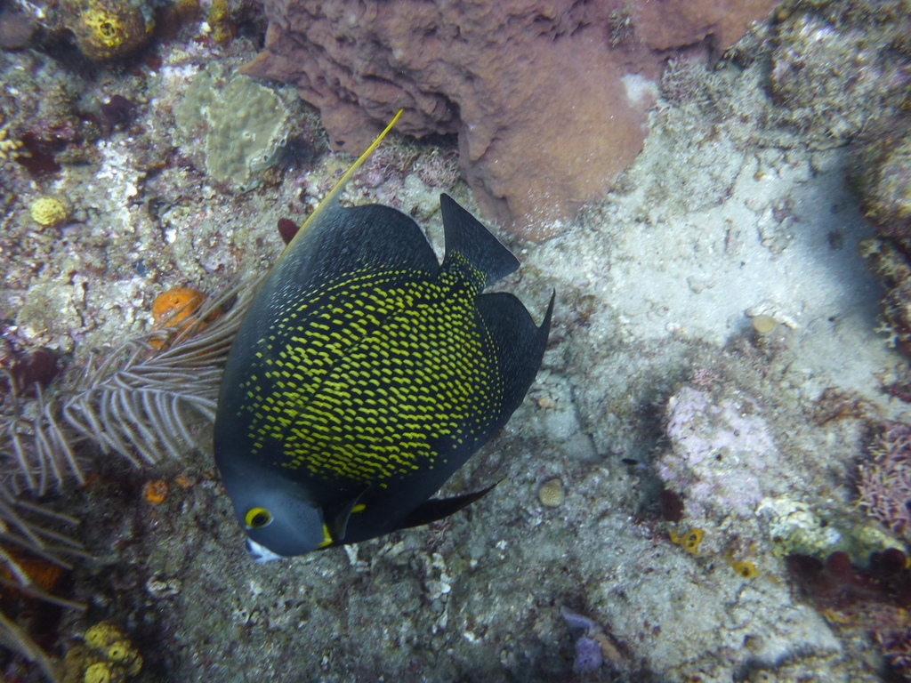 ../photos/2015_Guadeloupe/photo_20151019_104908_P1050807.JPG