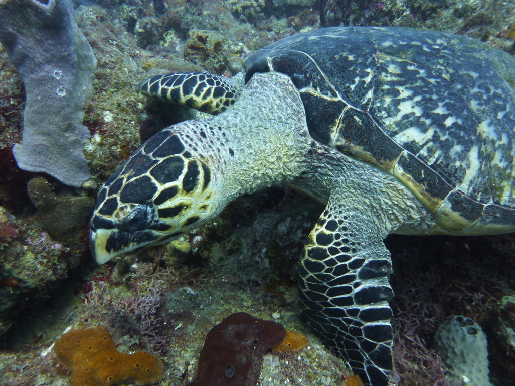 ../photos/2015_Guadeloupe/photo_20151019_105252_P1050817.JPG