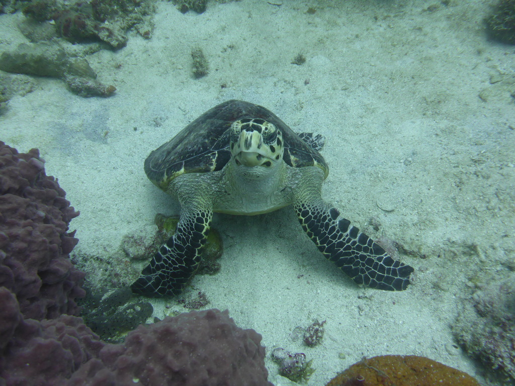 ../photos/2015_Guadeloupe/photo_20151020_171952_P1010003.JPG