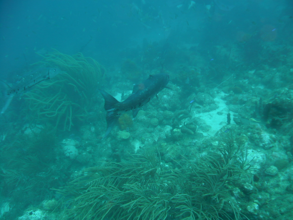 ../photos/2016_Guadeloupe/photo_20161024_110100_006_Baracuda.JPG