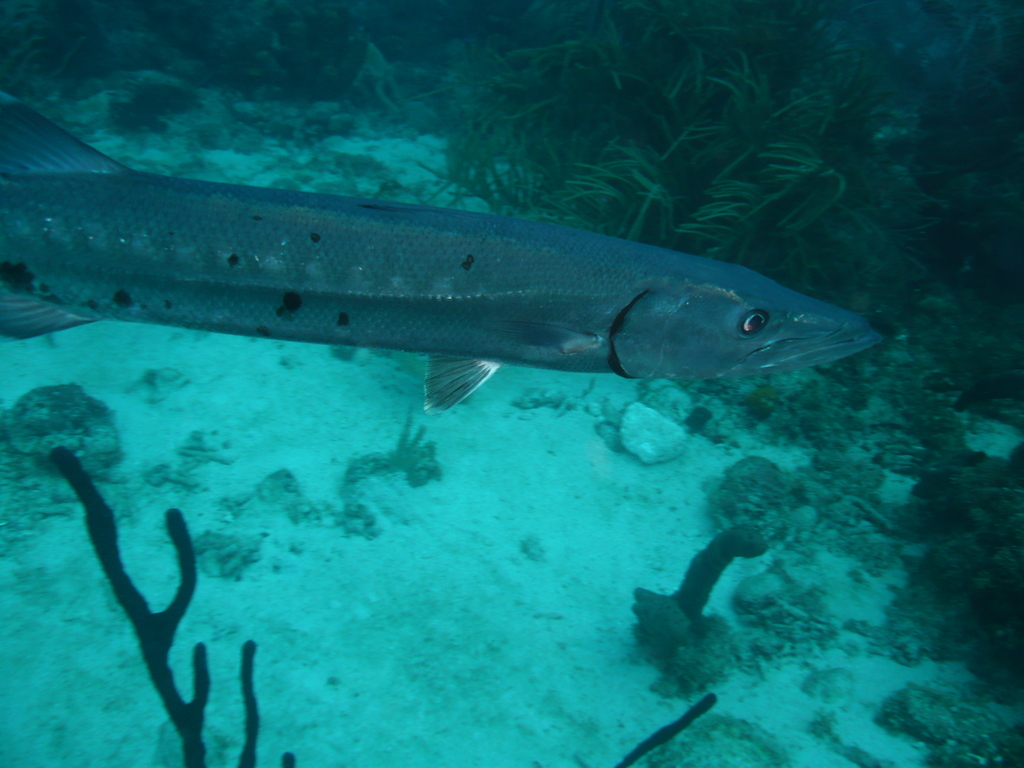 ../photos/2016_Guadeloupe/photo_20161024_110159_007_Baracuda.JPG