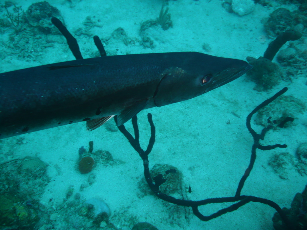 ../photos/2016_Guadeloupe/photo_20161024_110203_008_Baracuda.JPG