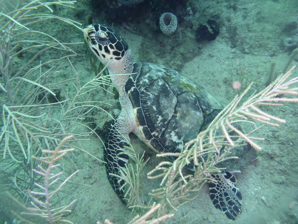 ../photos/2016_Guadeloupe/photo_20161025_032729_P1010810.JPG