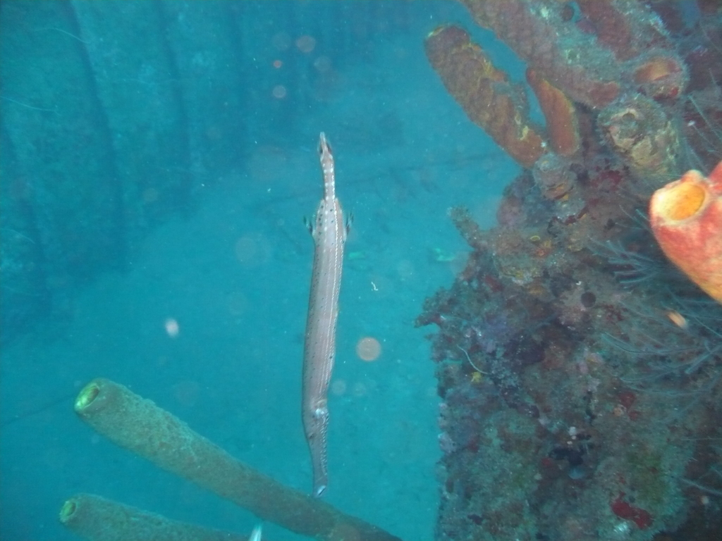 ../photos/2016_Guadeloupe/photo_20161026_082345_018_Trompette.JPG