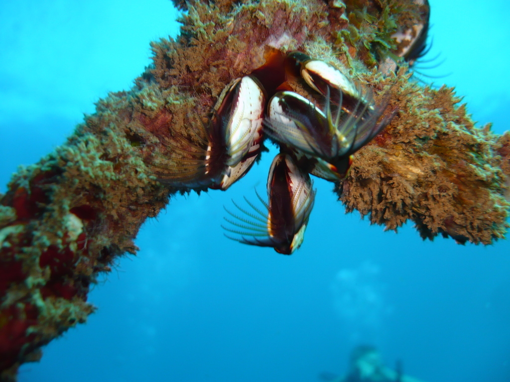 ../photos/2016_Guadeloupe/photo_20161026_083335_022_Balanes.JPG