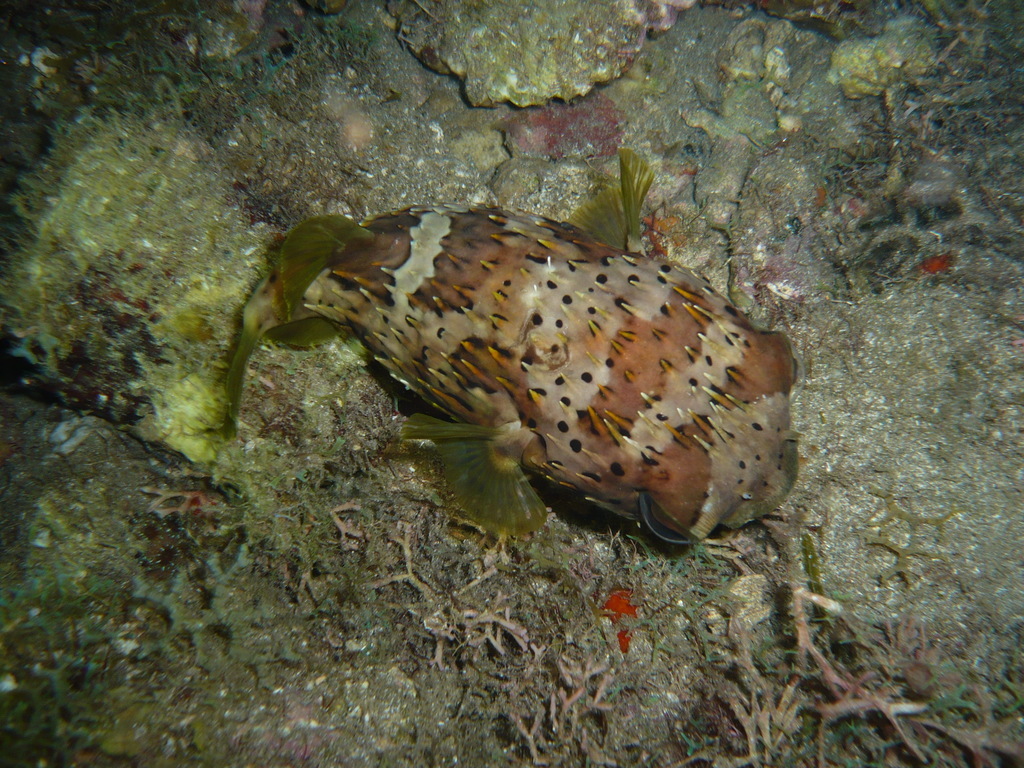 ../photos/2016_Guadeloupe/photo_20161026_190352_050.JPG