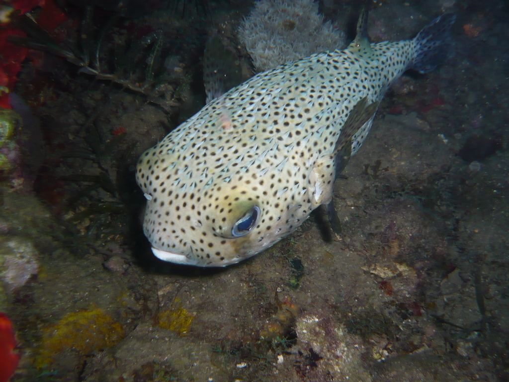 ../photos/2016_Guadeloupe/photo_20161026_190746_052.JPG