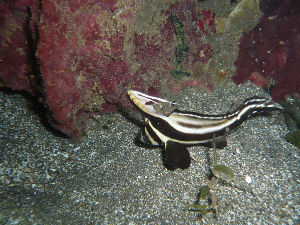 ../photos/2016_Guadeloupe/photo_20161026_193052_075.JPG