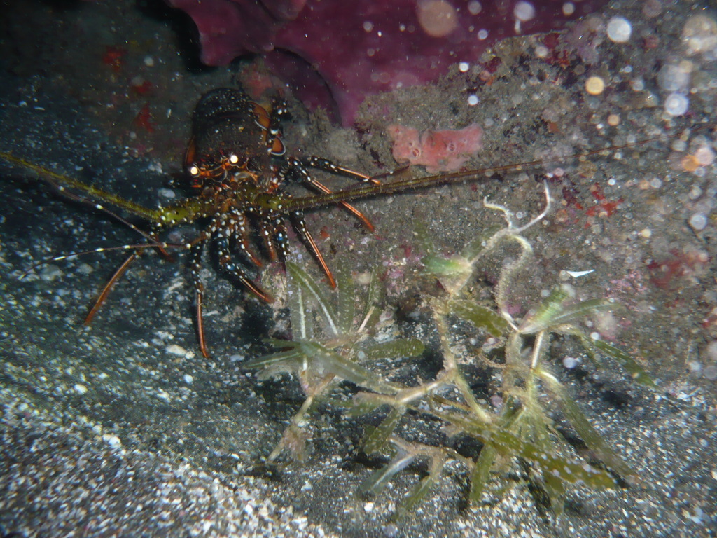 ../photos/2016_Guadeloupe/photo_20161026_193740_078_Langouste.JPG