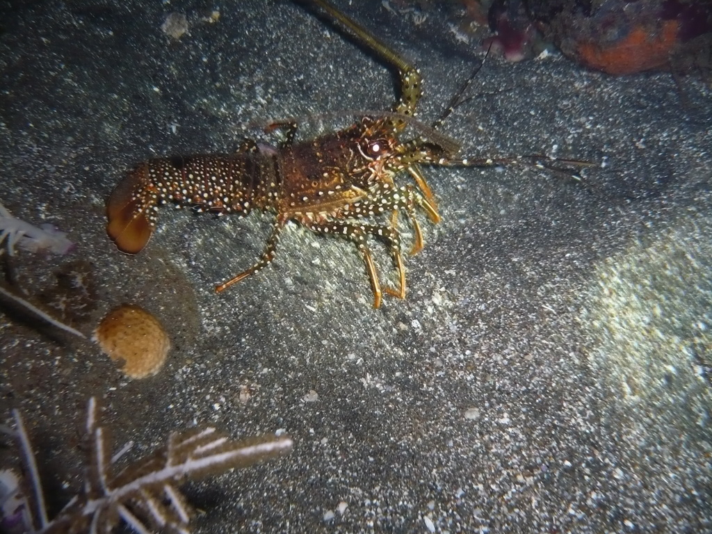 ../photos/2016_Guadeloupe/photo_20161026_193919_080_Langouste.JPG