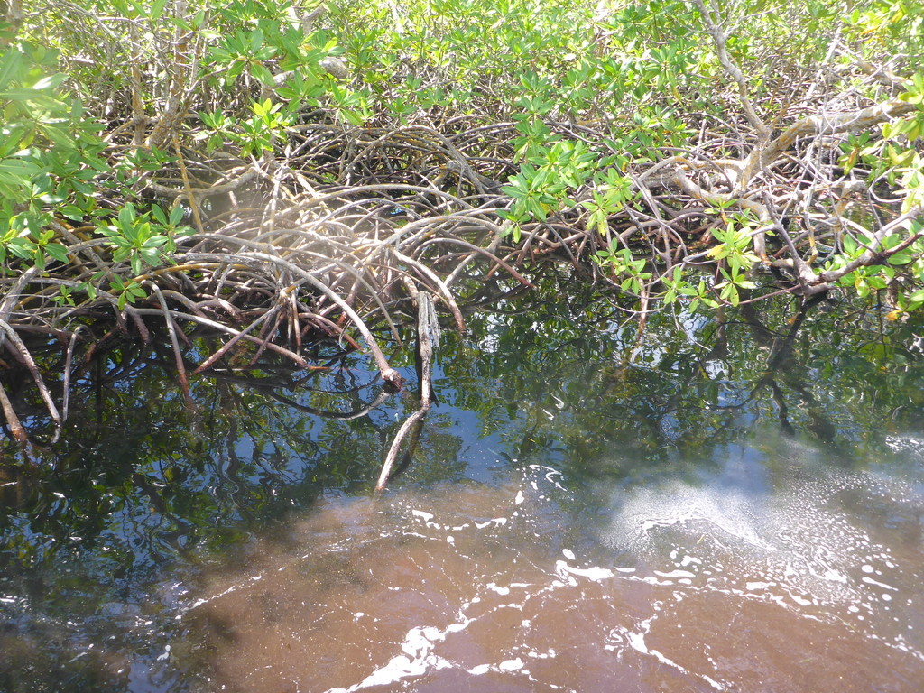 ../photos/2016_Guadeloupe/photo_20161027_062647_P1010928.JPG