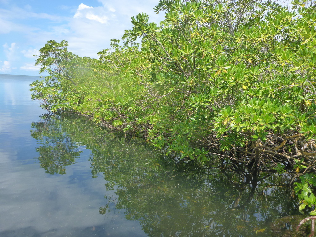 ../photos/2016_Guadeloupe/photo_20161027_062815_P1010933.JPG