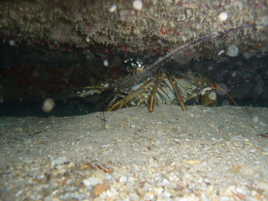 ../photos/2016_Guadeloupe/photo_20161027_091942_086_Langouste.JPG