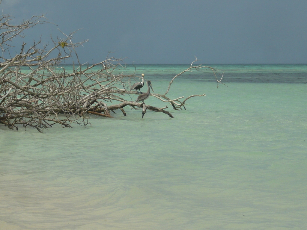 ../photos/2016_Guadeloupe/photo_20161027_121756_110_Pelicans.JPG