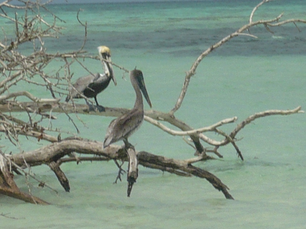 ../photos/2016_Guadeloupe/photo_20161027_121825_111_Pelicans.JPG