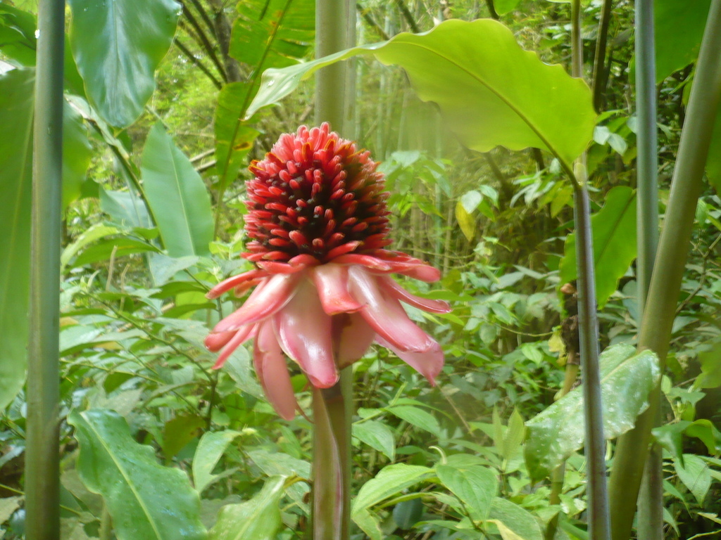 ../photos/2016_Guadeloupe/photo_20161028_160244_134_Fleur.JPG