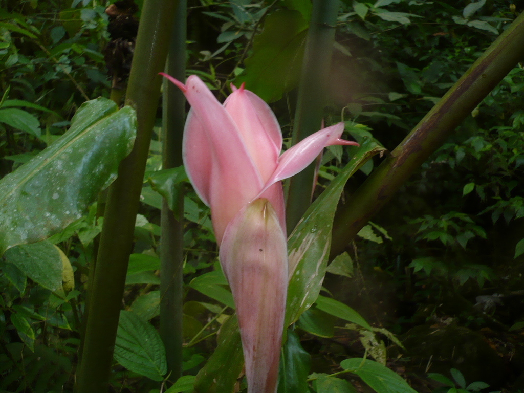 ../photos/2016_Guadeloupe/photo_20161028_160306_135_Fleur.JPG