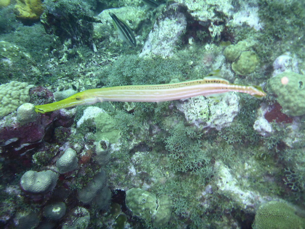 ../photos/2016_Guadeloupe/photo_20161029_054002_P1020057.JPG