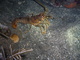 ../photos/2016_Guadeloupe/t_photo_20161026_193919_080_Langouste.JPG