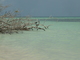 ../photos/2016_Guadeloupe/t_photo_20161027_121756_110_Pelicans.JPG