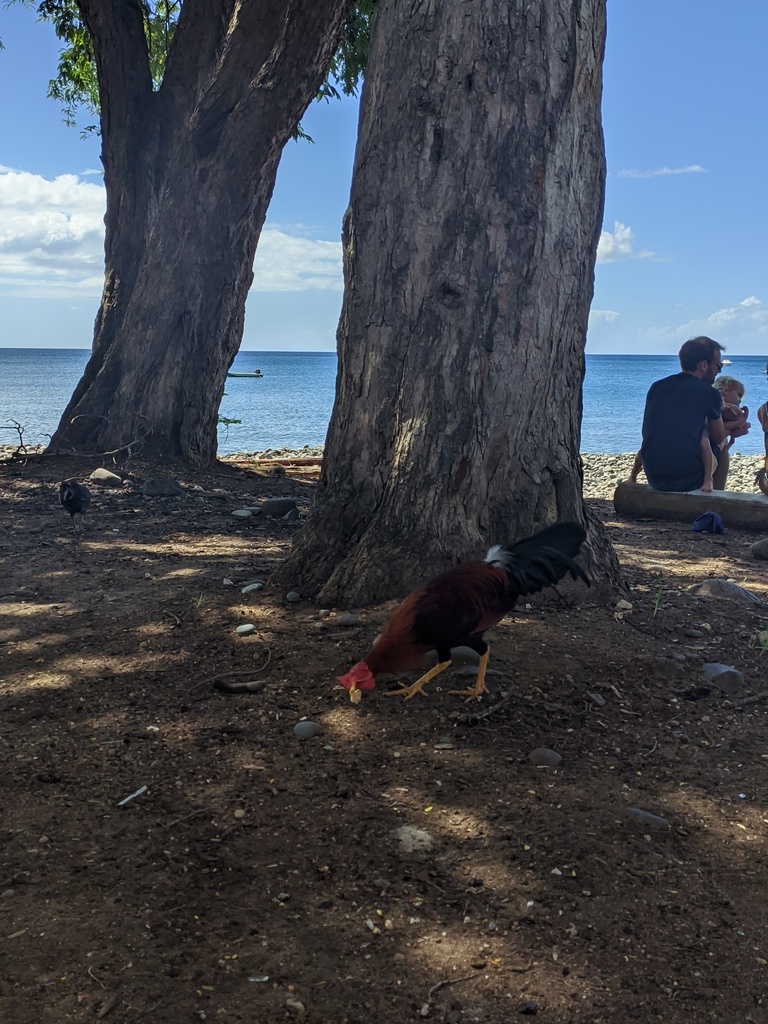 ../photos/2023_Guadeloupe/photo_20231101_130631_laurent_MVIMG_20231101_130631.jpg