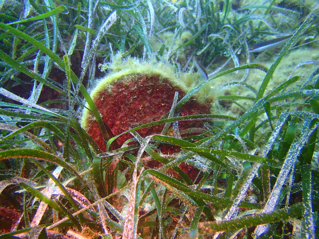 ../photos/2016_Hyeres_Gapeau/photo_20160513_085911_FGO_P5130190.JPG