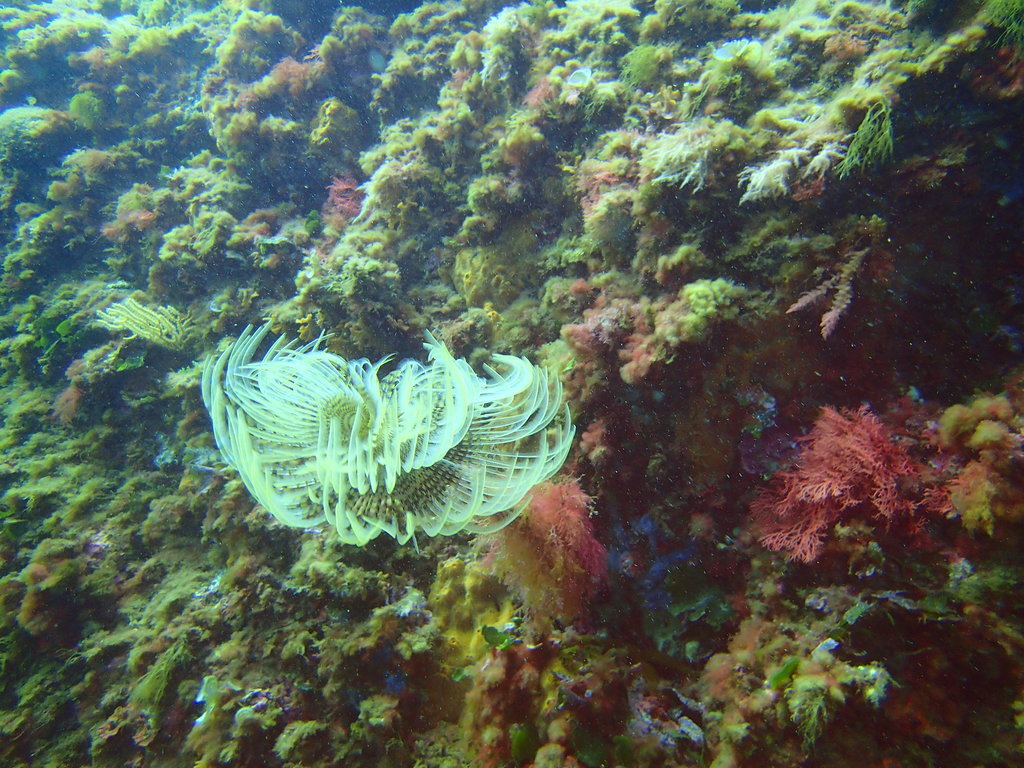 ../photos/2016_Hyeres_Gapeau/photo_20160513_144142_FGO_P5130194.JPG