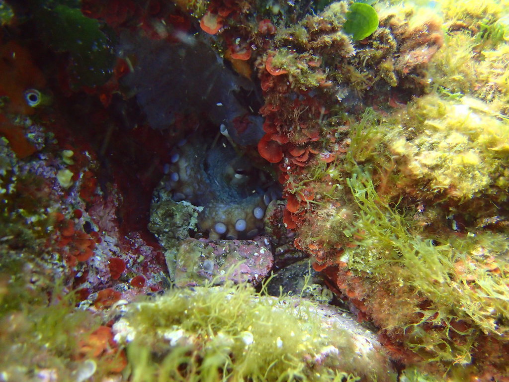../photos/2016_Hyeres_Gapeau/photo_20160513_145735_FGO_P5130200.JPG