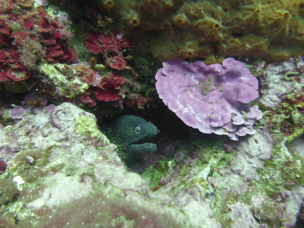 ../photos/2016_Hyeres_Gapeau/photo_20160515_043919_PGO_061.JPG