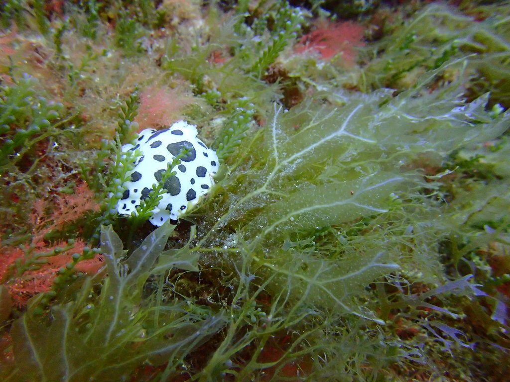 ../photos/2016_Hyeres_Gapeau/photo_20160515_082314_FGO_P5150237.JPG