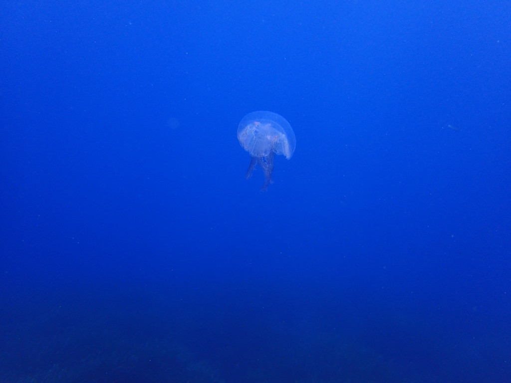 ../photos/2016_Hyeres_Gapeau/photo_20160515_120522_FGO_P5150300.JPG