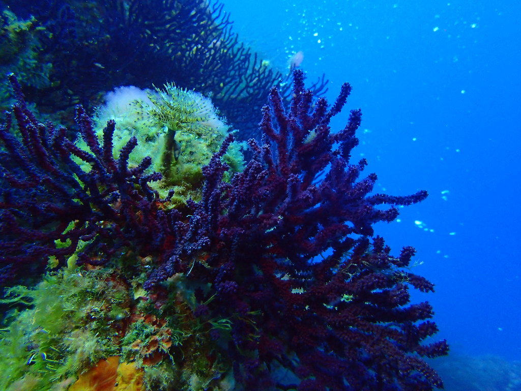 ../photos/2016_Hyeres_Gapeau/photo_20160515_121856_FGO_P5150317.JPG