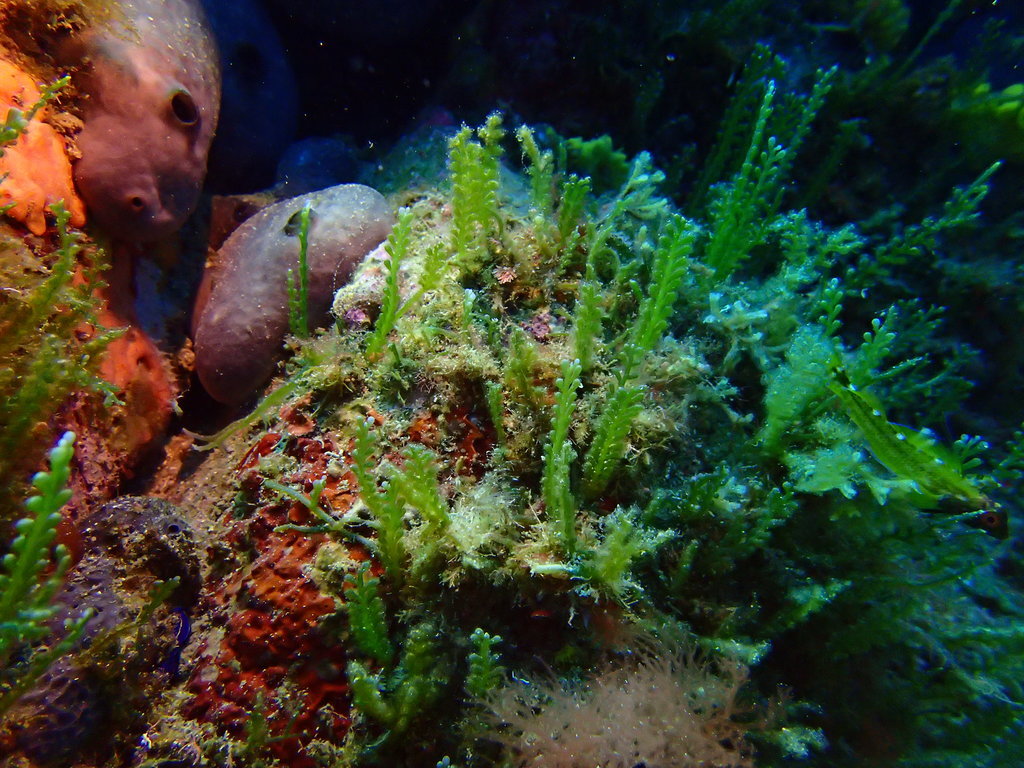 ../photos/2016_Hyeres_Gapeau/photo_20160515_122009_FGO_P5150319.JPG