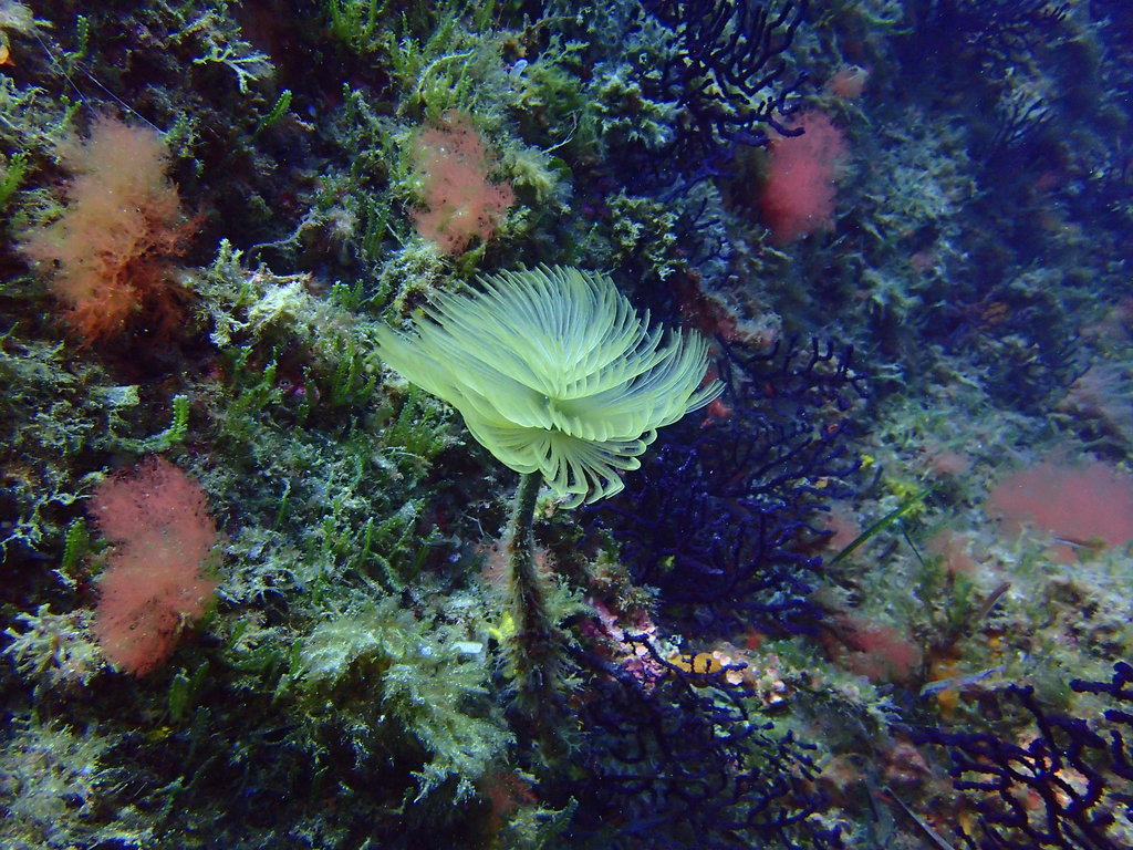 ../photos/2016_Hyeres_Gapeau/photo_20160515_122217_FGO_P5150326.JPG