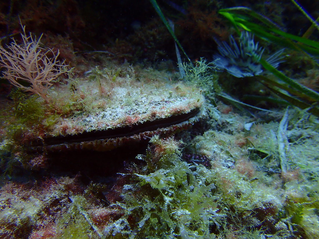 ../photos/2016_Hyeres_Gapeau/photo_20160515_122454_FGO_P5150330.JPG