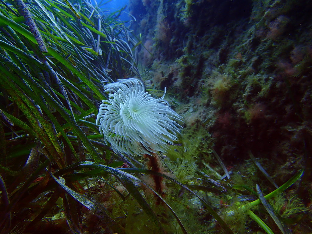 ../photos/2016_Hyeres_Gapeau/photo_20160515_122516_FGO_P5150332.JPG