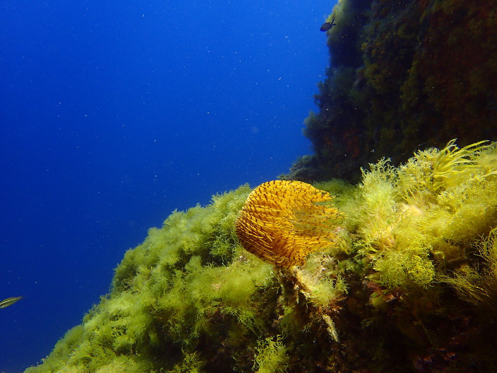 ../photos/2016_Hyeres_Gapeau/photo_20160515_123622_FGO_P5150348.JPG
