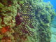 ../photos/2016_Hyeres_Gapeau/t_photo_20160513_083904_FGO_P5130185.JPG