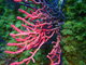 ../photos/2016_Hyeres_Gapeau/t_photo_20160513_085926_FGO_P5130191.JPG