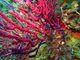 ../photos/2016_Hyeres_Gapeau/t_photo_20160513_085936_FGO_P5130192.JPG