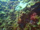 ../photos/2016_Hyeres_Gapeau/t_photo_20160513_144138_FGO_P5130193.JPG