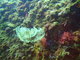 ../photos/2016_Hyeres_Gapeau/t_photo_20160513_144142_FGO_P5130194.JPG