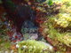 ../photos/2016_Hyeres_Gapeau/t_photo_20160513_145735_FGO_P5130200.JPG