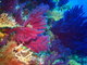 ../photos/2016_Hyeres_Gapeau/t_photo_20160514_084536_FGO_P5140217.JPG